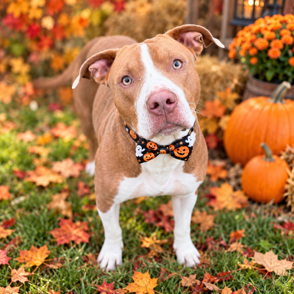 Photo of Blueberry, adoptable Terrier, Pit Bull / Mixed Breed (Medium) in Binghamton, New York