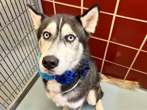 Photo of Sharpie, adoptable Siberian Husky in Houston, Texas
