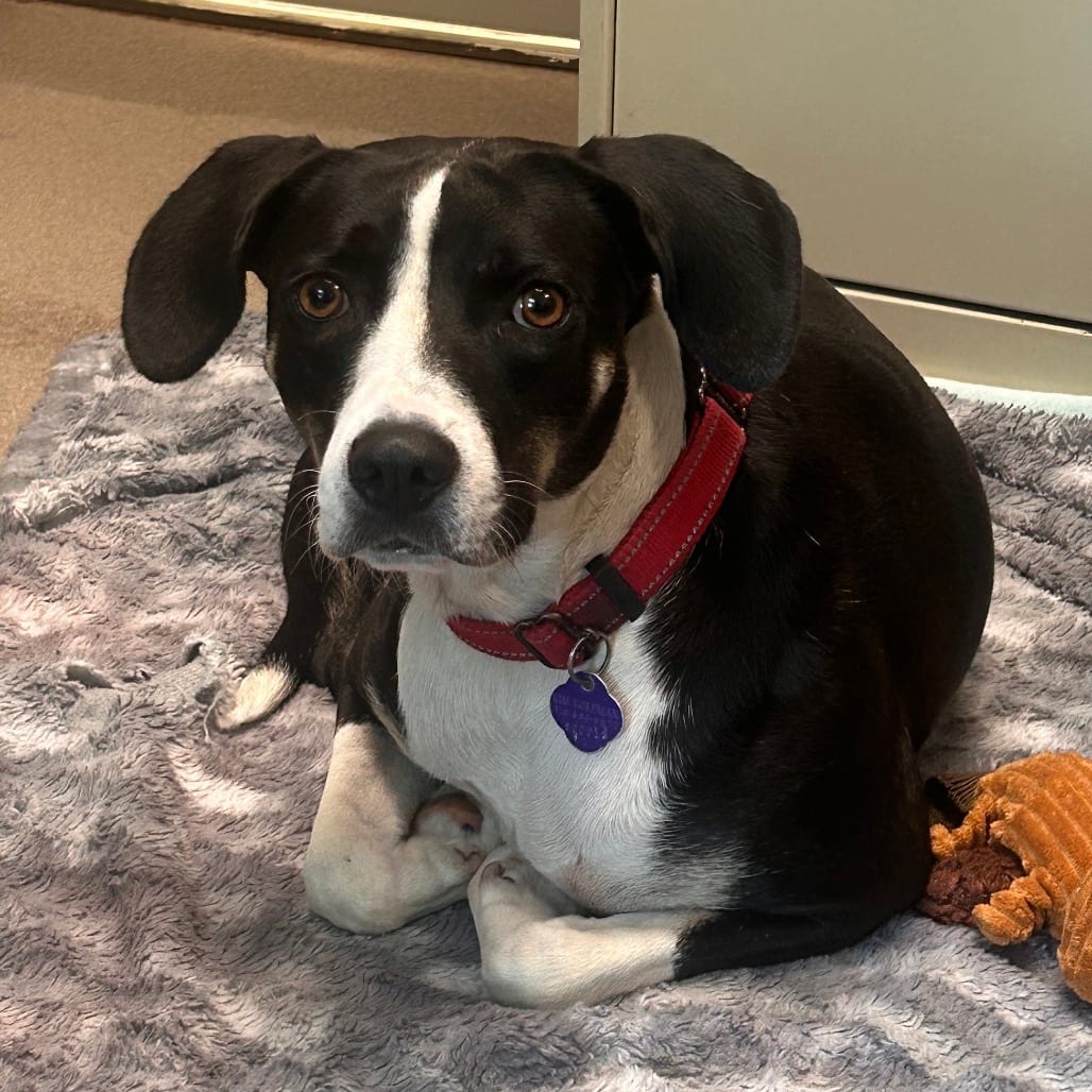 Photo of Junie B, adoptable Hound in South Elgin, Illinois
