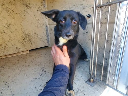 Photo of Nugget, adoptable Chihuahua in Garland, Texas