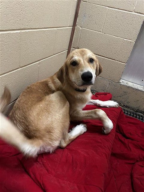 Photo of Chance, adoptable Labrador Retriever in Waco, Texas