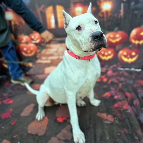 Photo of Cania, adoptable Dogo Argentino in Long Beach, California