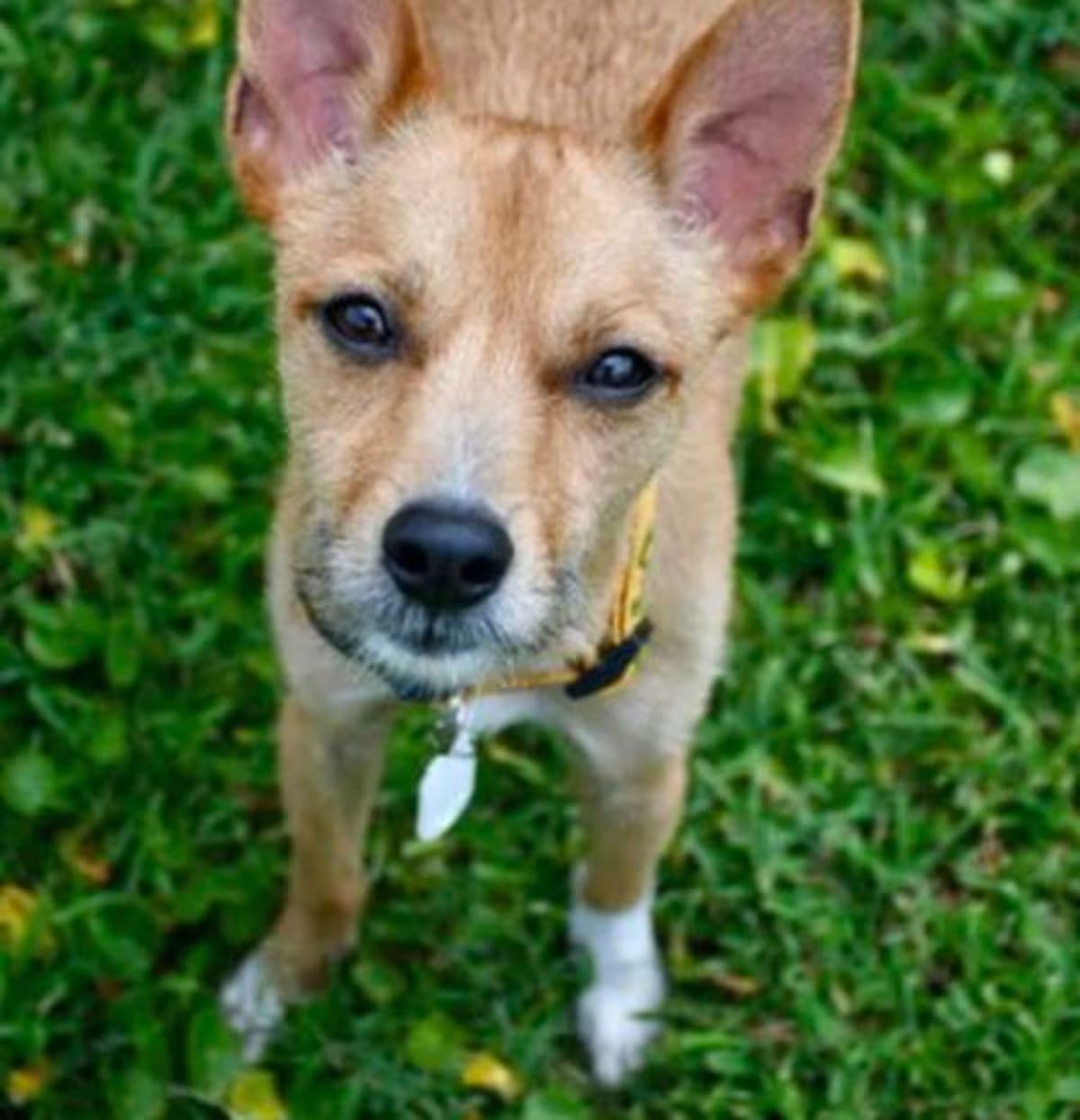 Photo of Bruno IN FOSTER, adoptable Terrier (Unknown Type, Medium) in New Orleans, Louisiana