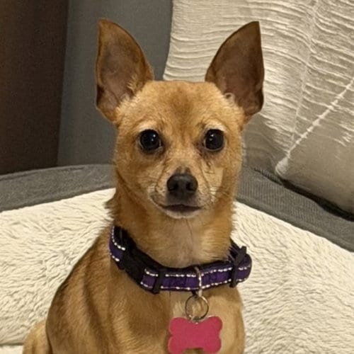 Photo of Winnie, adoptable Chihuahua in Normal, Illinois