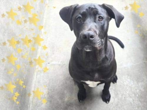 Photo of Tito, adoptable Pit Bull Terrier in Van Nuys, California