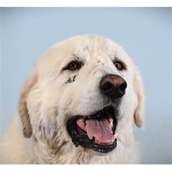 Photo of Barney, adoptable Great Pyrenees in Loveland, Colorado