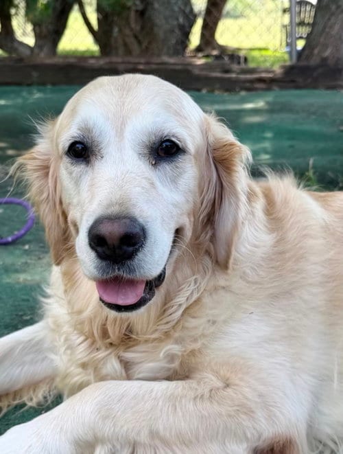 Photo of Luna, adoptable Golden Retriever in MIDWAY, Utah