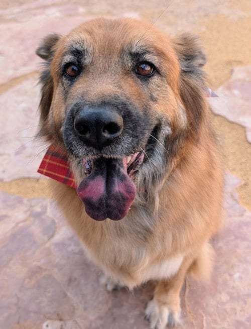 Photo of Willow, adoptable Shepherd in Pena Blanca, New Mexico
