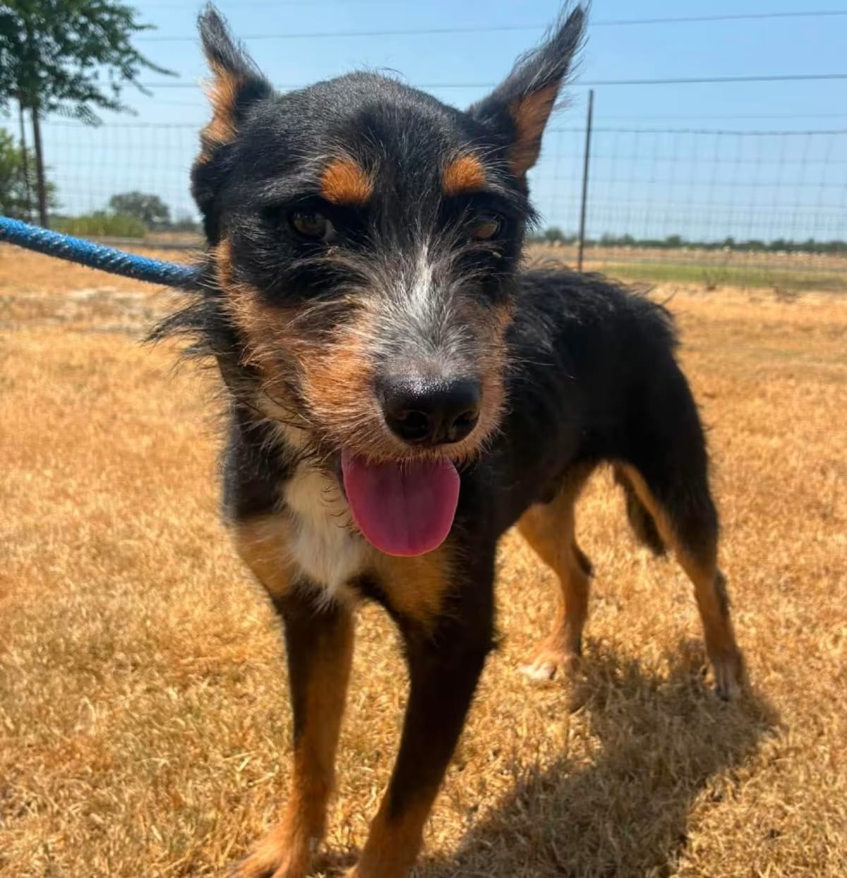 Photo of Cosmo JuM, adoptable Fox Terrier (Wirehaired) Mixed Breed (Medium) in Everett, Washington