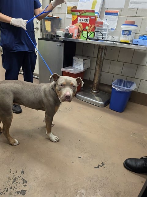 Photo of Princess Diana, adoptable American Pit Bull Terrier in Chicago, Illinois