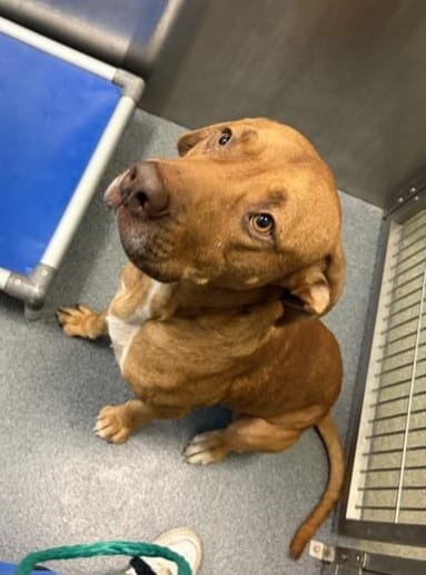 Photo of Gallagher, adoptable Mixed Breed