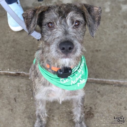 Photo of Kettle, adoptable Airedale Terrier in Washington, District of Columbia