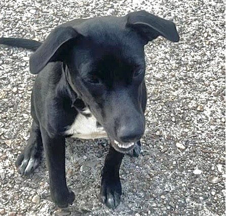 Photo of A662356, adoptable Labrador Retriever in Houston, Texas