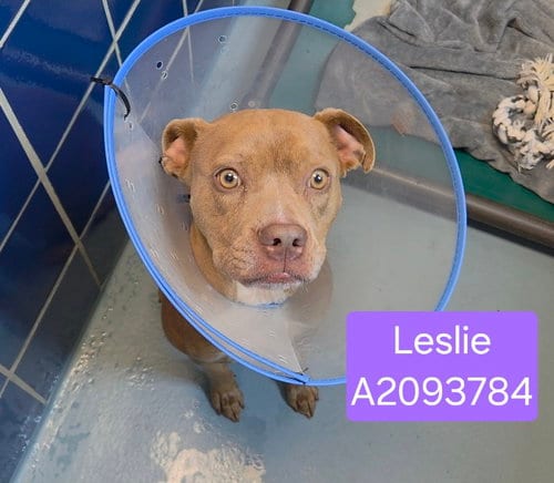 Photo of Leslie, adoptable Staffordshire Bull Terrier in Houston, Texas