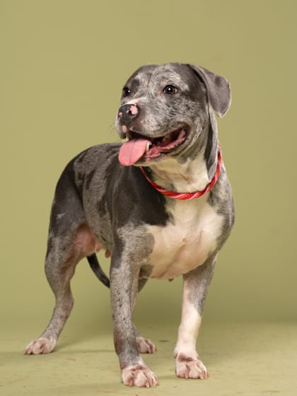 Photo of Stormie, adoptable dog in Atlanta, Georgia