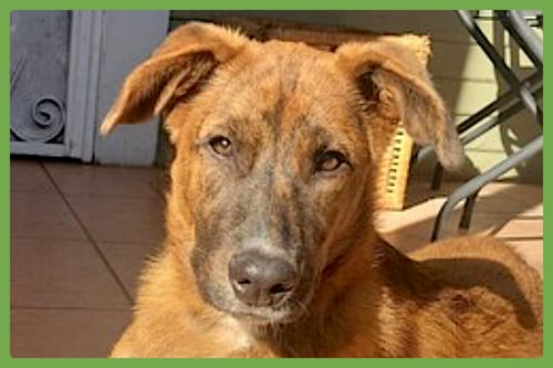 Photo of Puppy, adoptable Australian Cattle Dog/Blue Heeler in Amherst, Massachusetts