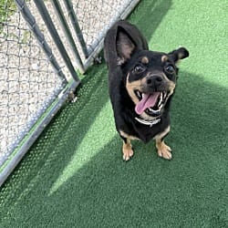 Photo of Rebel, adoptable Chihuahua Dachshund in Waterloo, Illinois