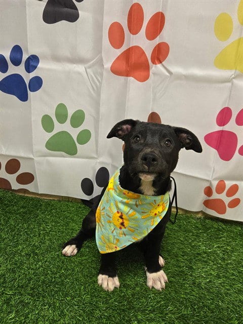Photo of Cha Cha, adoptable German Shepherd Dog in Placerville, California