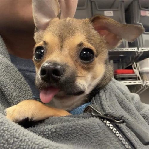 Photo of Quentin Tyrone, adoptable Chihuahua in San Antonio, Texas