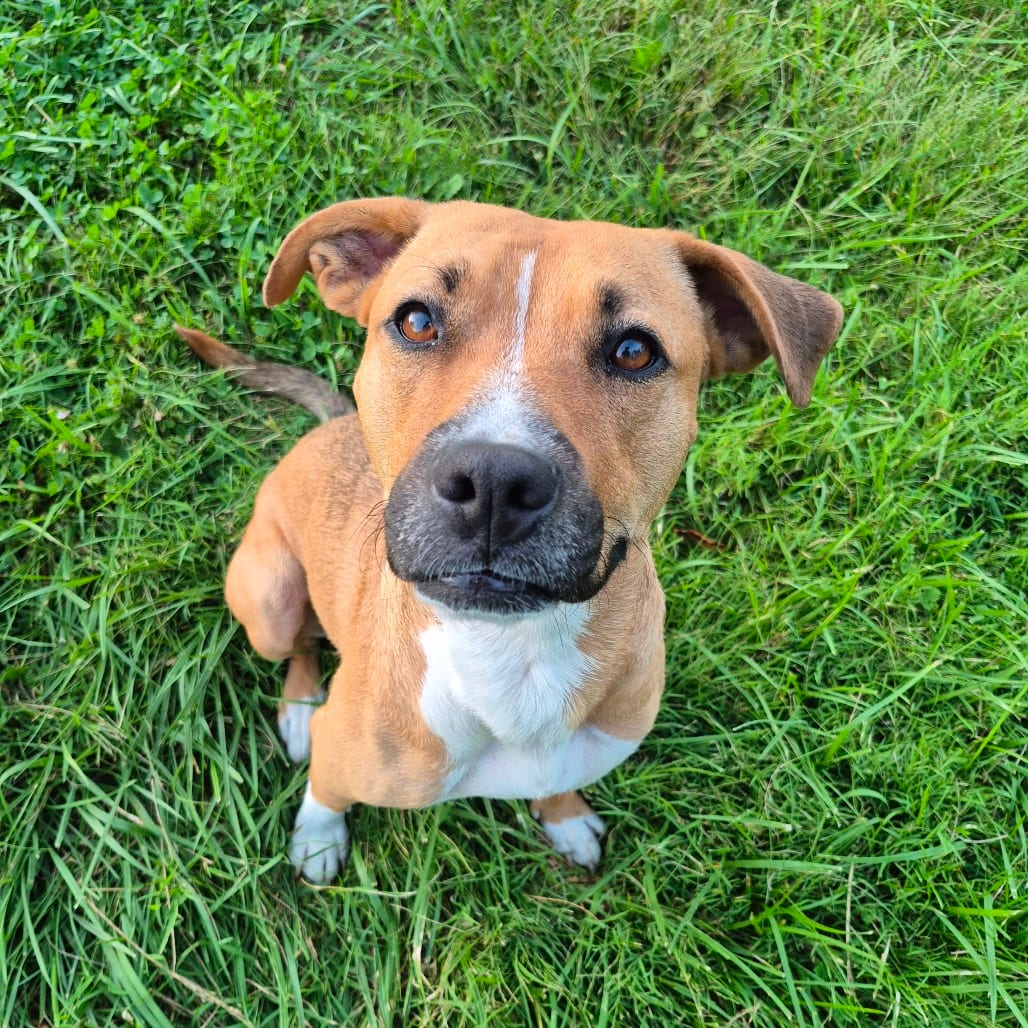 Photo of Miami, adoptable Hound / Terrier, Pit Bull in Fairfax Station, Virginia