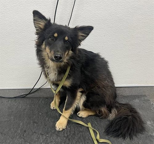 Photo of Monica, adoptable German Shepherd Dog in HESPERIA, California