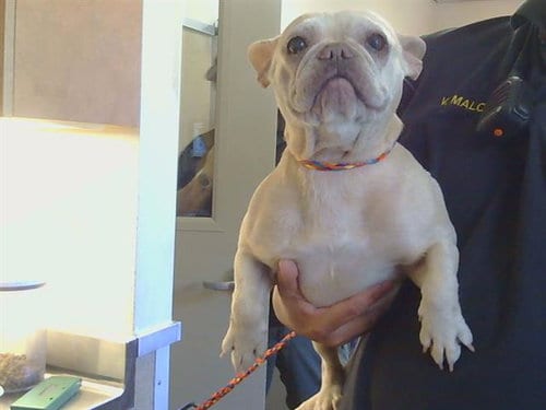 Photo of Nala, adoptable French Bulldog in Sacramento, California