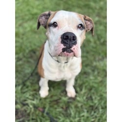 Photo of Asia, adoptable Boxer in Brooksville, Florida