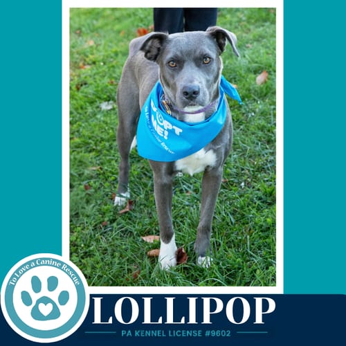 Photo of Lollipop 100326, adoptable Pit Bull Terrier in Kimberton, Pennsylvania