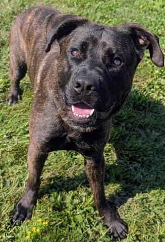 Photo of Colossus, adoptable Labrador Retriever in Akron, Ohio