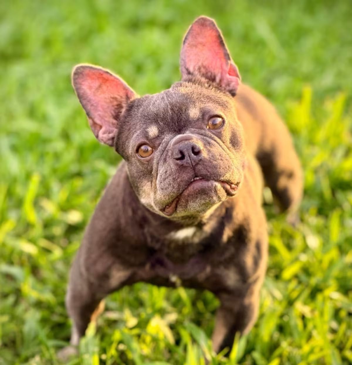 Photo of Brie, adoptable French Bulldog in New Orleans, Louisiana