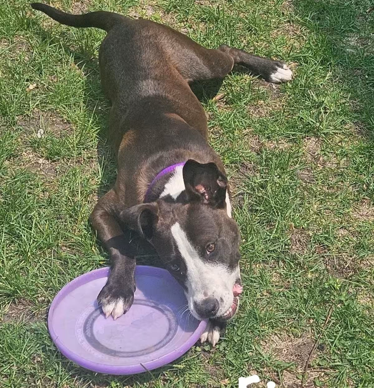 Photo of Etson, adoptable Labrador Retriever American Staffordshire Terrier in Elburn, Illinois