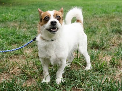 Photo of Kurt Buddy, adoptable Terrier, Jack Russell/Mix in Annapolis, Maryland
