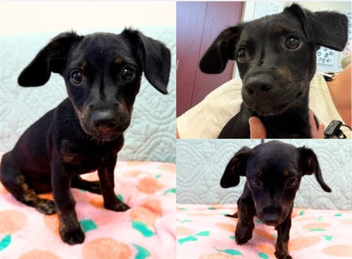 Photo of Coco, adoptable Dachshund in Fort Wayne, Indiana