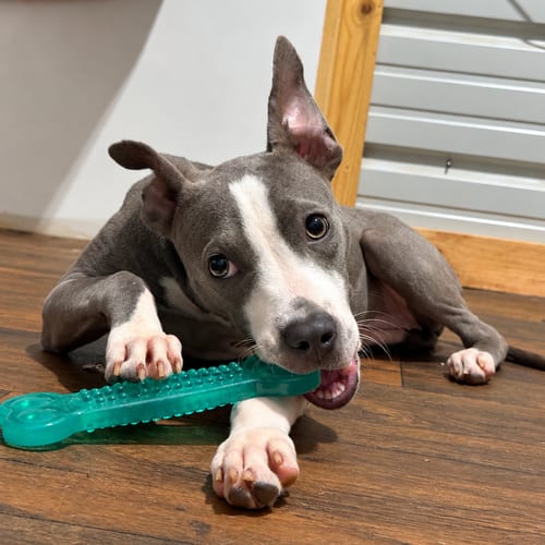 Photo of Mercy- best friend material, adoptable American Pit Bull Terrier in Oakhurst, New Jersey