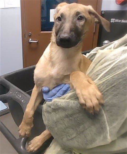 Photo of Nemik, adoptable Belgian Shepherd Malinois in Phoenix, Arizona