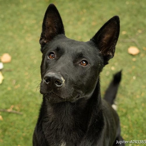 Photo of Jupiter, adoptable German Shepherd Dog in Sacramento, California