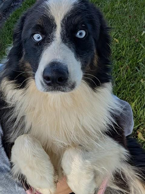 Photo of Fiona, adoptable Border Collie in Miami, Florida