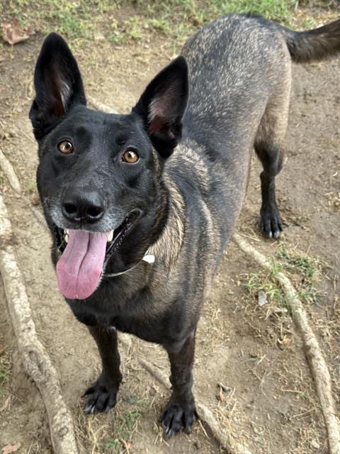 Photo of Buttercup, adoptable Belgian Shepherd Malinois in Riverside, California