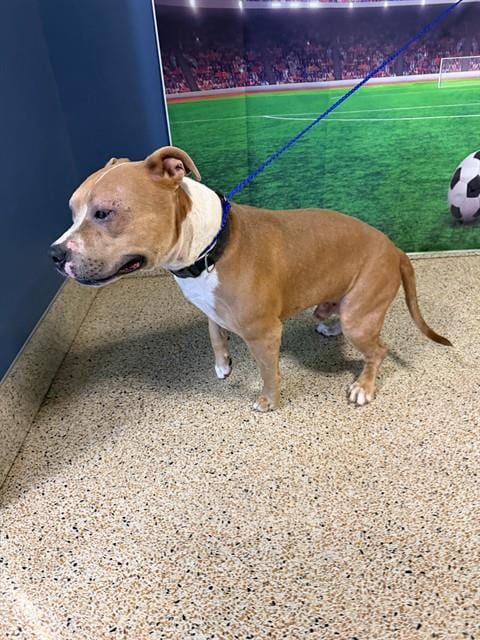 Photo of Tom, adoptable American Bulldog in Miami, Florida