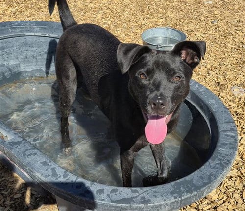 Photo of Lane, adoptable Labrador Retriever in Albuquerque, New Mexico