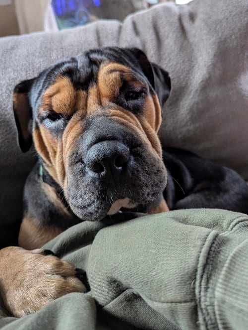 Photo of Magoo, adoptable Shar Pei in St. Louis Park, Minnesota