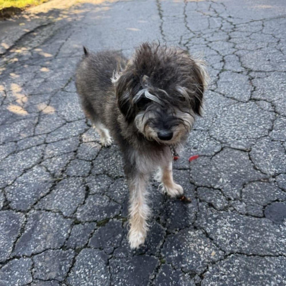 Photo of Ziggy, adoptable Schnauzer (Miniature) in Oak Bluffs, Massachusetts