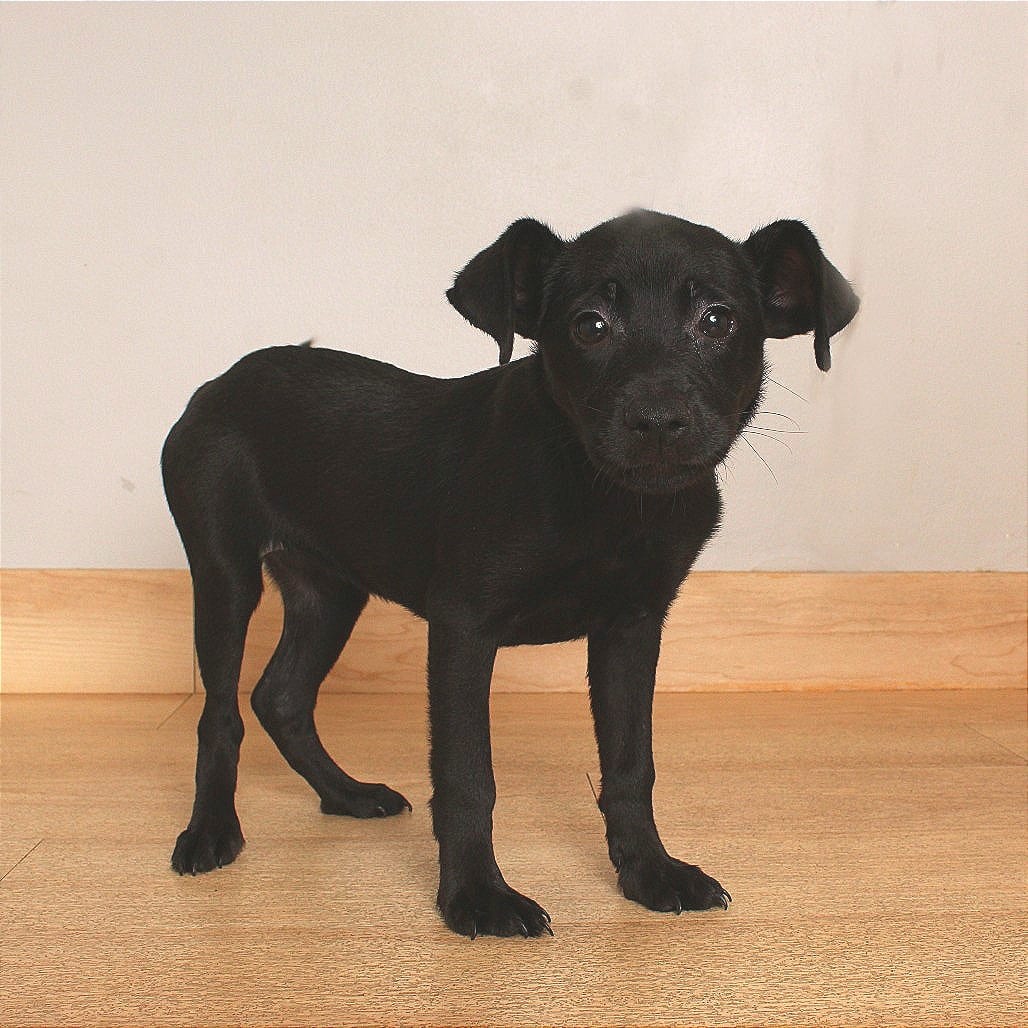 Photo of Carrie Mae D71107, adoptable Terrier / Mixed Breed (Small) in Minnesota, Minnesota
