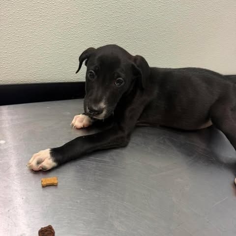 Photo of Checker 26-08-056, adoptable Retriever, Labrador / Terrier, Pit Bull in Bastrop, Texas