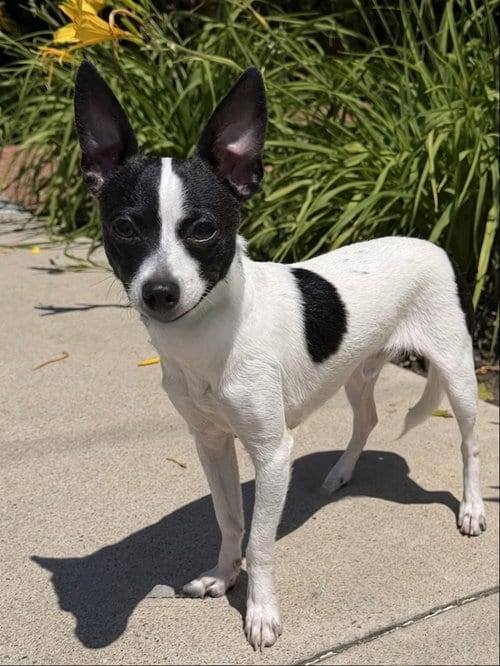 Photo of Moo Chi, adoptable Chihuahua in Newport Beach, California