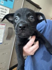 Photo of Froyo, adoptable Labrador Retriever in Van Nuys, California