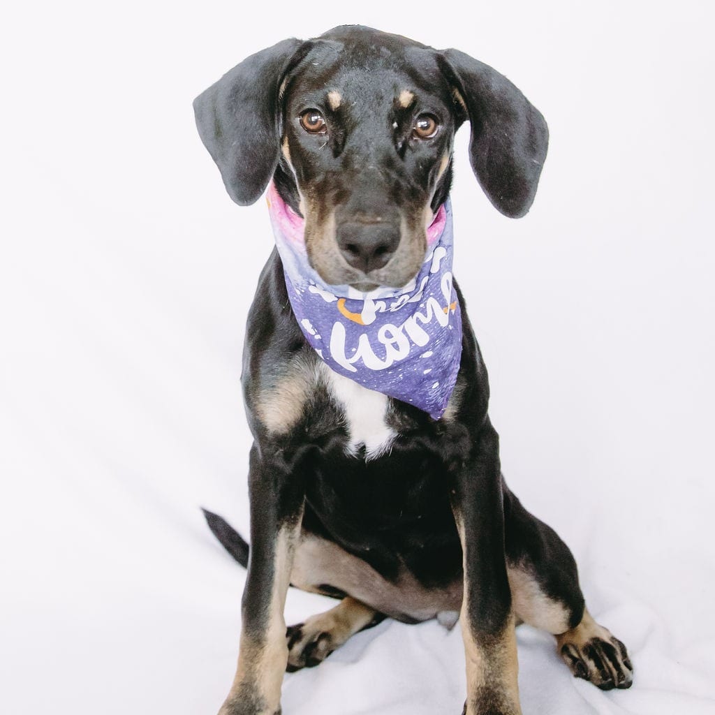 Photo of Hermione D12620, adoptable Hound / Mixed Breed (Medium) in Princeton area, Minnesota