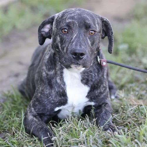 Photo of Tiger Lily, adoptable Pit Bull Terrier in Modesto, California