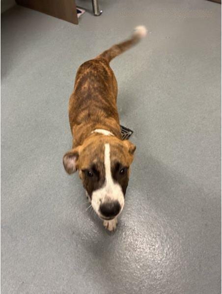 Photo of Bonnie, adoptable Labrador Retriever in Baytown, Texas