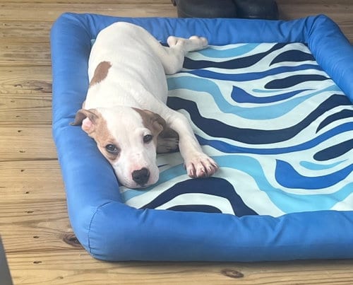 Photo of Luca, adoptable American Pit Bull Terrier in Chester, Virginia